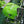 Load and play video in Gallery viewer, Strong Dog Poop Waste Bags With Dispenser